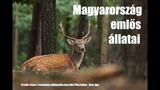 Magyarország emlős állatai [upl. by Aneleairam]