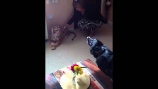 Dog scared of toy tiger [upl. by Haila802]