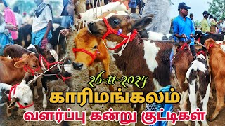 26112024 வளர்ப்பு கன்று குட்டிகள் விற்பனை காரிமங்கலம் சந்தை தருமபுரி மாவட்டம் HF cow Jersey [upl. by Lyon]