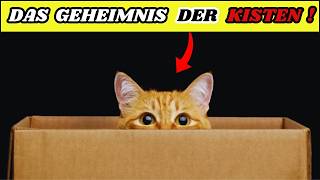 Darum sind Katzen verrückt nach Kisten – Die Wahrheit enthüllt 🐈 [upl. by Else]