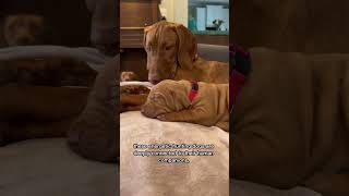 The Ultimate Vizsla Vibes 🐾 paisleandzack tiktok [upl. by Tull]