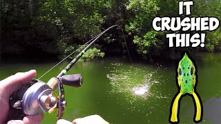 EPIC Topwater FROG Bass Fishing Frog Bass Fishing [upl. by Norah520]