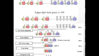 Lambda and Kappa Light Chains [upl. by Connelly145]