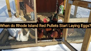 When do Rhode Island Red Pullets Start Laying Eggs [upl. by Drwde101]