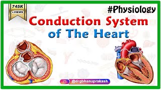 Conduction system of the heart  Sinoatrial node AV Node Bundle of His Purkinje fibers Animation [upl. by Casper]