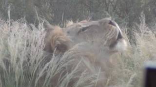 Kgalagadi March 17  The lion roar [upl. by Chrysler]