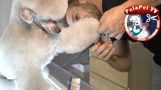 PELUQUERÍA CANINA CANICHE CORTE ESTOCOLMO TERRIER CLIP REALIZADO POR JUAN MARTÍNEZ [upl. by Navets138]