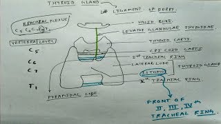 Thyroid Gland Basic  TCML [upl. by Hardy994]