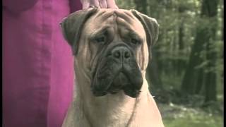 Bullmastiff  AKC Dog Breed Series [upl. by Nations]