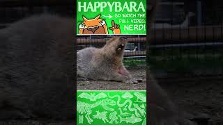 What Do Capybaras SOUND LIKE zoology capybara animals [upl. by Gerianne305]