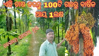 Betel nut tree farming process 100 tree 1year 150000 incom ଗୁଆ ଚାଷ ରସୂପାରୀ ପଦ୍ଧତି ଓ ଆୟ [upl. by Ettenna]