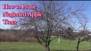 How to Prune A Really Neglected Apple Tree [upl. by Trude]