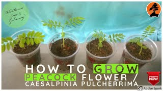 How to Grow Caesalpinia Pulcherrima  Peacock Flower  Red Bird of Paradise  21 Day Update [upl. by Nykal]