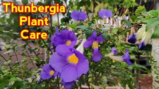 How To Grow Thunbergia Plant In Pot IN HINDI Thunbergia Plant Care Tips And Propagation Methods [upl. by Namyl481]