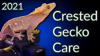 Crested Gecko Care Guide 2021  EVERYTHING You Need To Know [upl. by Kellyn129]