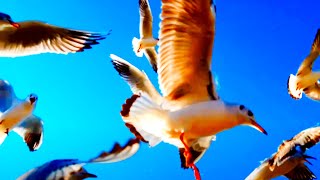 4k Seagull Sound Effect Nice natural Sound Stress Relief Music [upl. by Nivrem382]