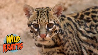 Ocelots the worlds cutest wildcat  Wild Kratts quotSpots in the Desertquot [upl. by Kellene]