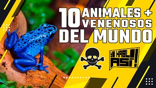 Los 8 animales más venenosos del mundo [upl. by Vierno141]