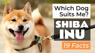 Is a Shiba Inu the Right Dog Breed for Me 19 Facts About Shiba Inus [upl. by Seedman766]