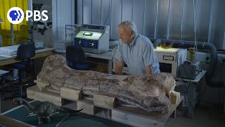 Museum Alive with David Attenborough  PBS Nature Documentary [upl. by Vachell]