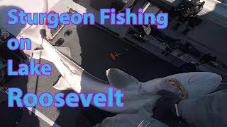 Sturgeon Fishing on Lake Roosevelt  wwwFishingWaus [upl. by Felicia122]