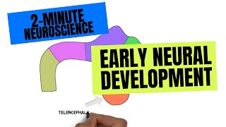 2Minute Neuroscience Early Neural development [upl. by Christoffer418]