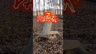 Ported Stihl 500i JUMP cutting Beautiful Dangerous White Oak logger stihl logging timber [upl. by Etnahsa]