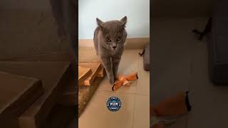 When a Cat Drops the Dubstep Beat 😸🔥Full track on my channel cat funnyvideo catvideos cats [upl. by Atsirt]