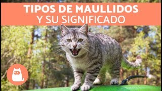 Maullidos de los gatos y su SIGNIFICADO [upl. by Lois478]