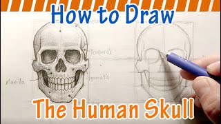 How to Draw a Human Skull [upl. by Imoian]