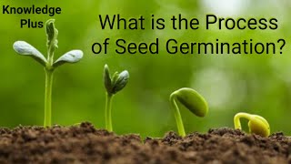 What is the Process of Seed Germination Seed germination explained I How do Seeds Grow [upl. by Gaylord]