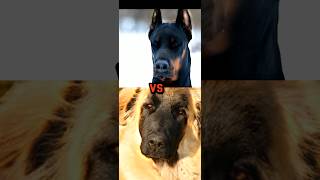 GERMAN SHEPHERD VS DOBERMANBAY RETRIEVERESTRELA MOUNTAIN DOGCAUCASIAN SHEPHERDTOP15 GUARD DOG P2 [upl. by Plumbo]