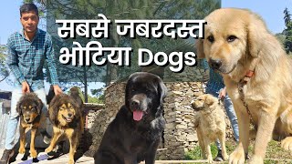 Best Bhotia Dogs Amarkennel  Pahadi Dera [upl. by Htiduy]