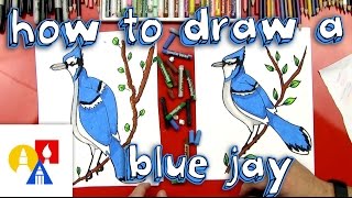 How To Draw A Blue Jay [upl. by Ulah]