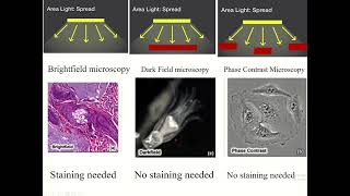 Principles of bright field dark field amp phase contrast microscopy microscope [upl. by Morentz747]