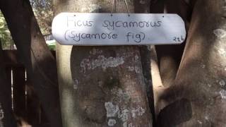 Sycomore Fig  Ficus sycomorus [upl. by Eleph]