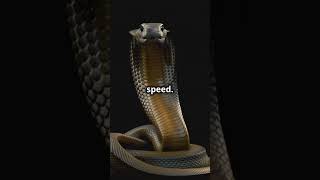 Inland Taipan The Worlds Most Venomous Snake animalbehavior wildlife animals worldsnake [upl. by Lyckman]