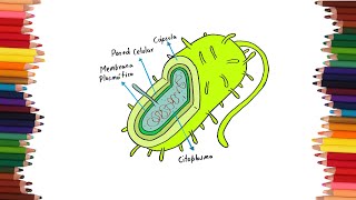 como dibujar una bacteria  Dibujos faciles [upl. by Hephzipah]