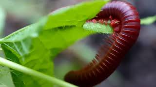 Kaki seribu luwing millipede [upl. by Tallula150]