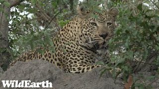 WildEarth  Sunset Safari 14 May 2023 [upl. by Barbabas51]