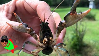 HOW TO CATCH CRAWFISH IN MY YARD [upl. by Martguerita]