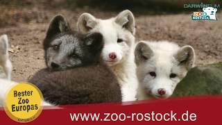 Zoo Rostock  PolarfuchsKinderstube [upl. by Ardella]