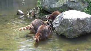 Raccoons Washing and Eating  Part 1 [upl. by Dianuj]