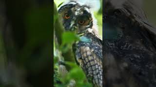 Curious young longeared owl as it moves its head around owl owlbehavior owlsnesting [upl. by Bohun]