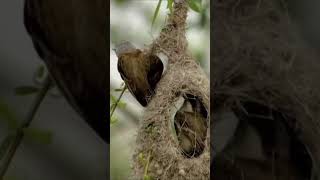 Penduline tit couple works together to build nest [upl. by Schoenberg]