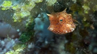 Mucky Secrets  Part 12  Boxfishes Puffers amp Porcupinefishes  Lembeh Strait [upl. by Alleuqahs]