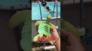 Juguetes que crecen en el agua 600 veces su tamaño 😮🤪 shorts ￼ [upl. by Reeba]