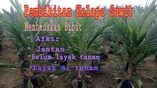 Pembibitan Kelapa sawit cara seleksi dan membedakan bibit jantan dan afkir [upl. by Valente]