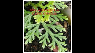 SELAGINELLA  Life cycle [upl. by Puritan261]