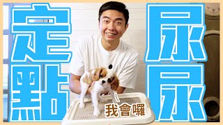 原來圍欄要這樣放！零失敗教會狗狗定點大小便｜熊爸到你家EP1 [upl. by Enirok]